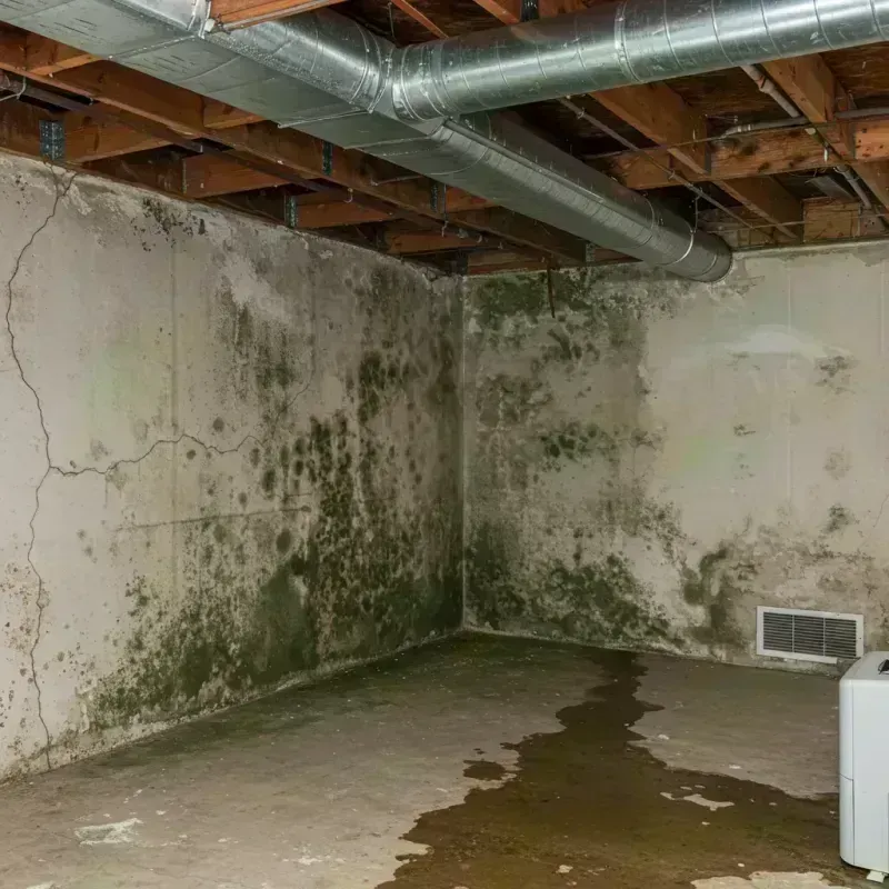 Professional Mold Removal in Homer, IL